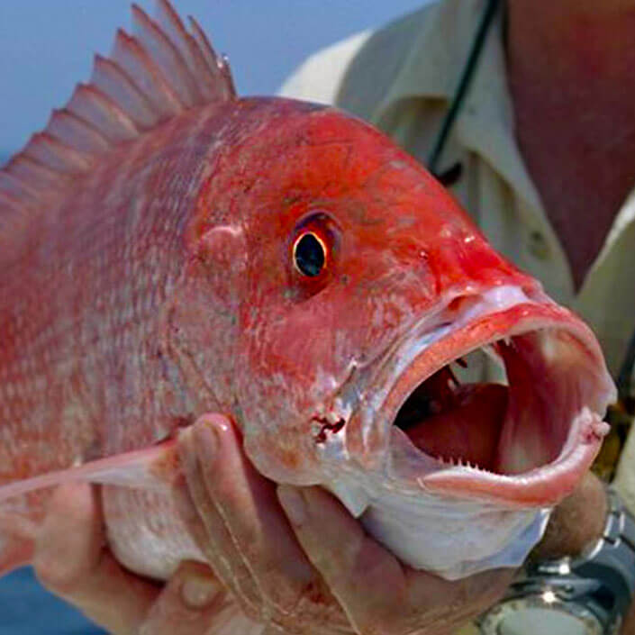 Fishance red snapper